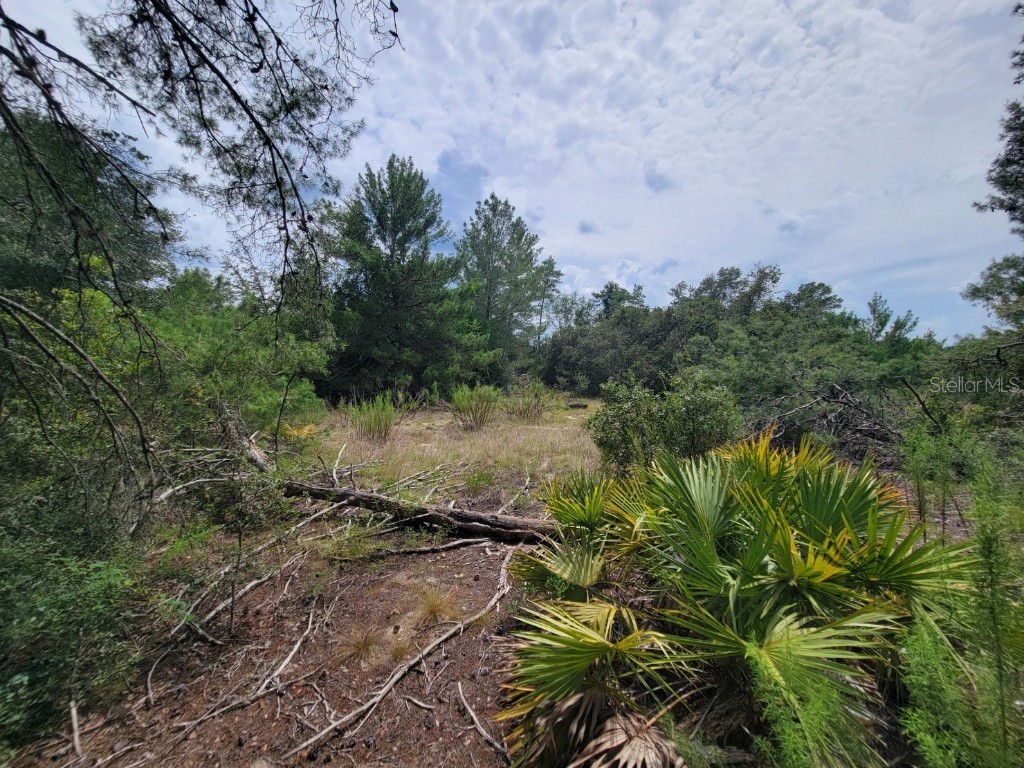 Corner of Oak and Cypress Road Ocala FL 34472 OM708040 image4