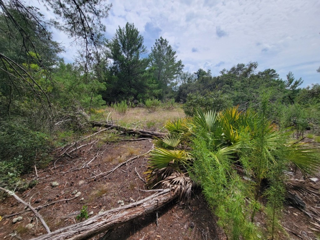 Corner of Oak and Cypress Road Ocala FL 34472 OM708040 image5