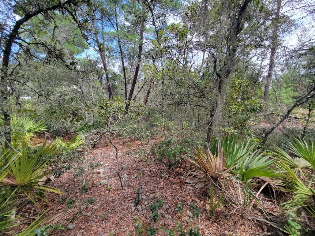 Corner of Oak and Cypress Road Ocala FL 34472 OM708040 image7