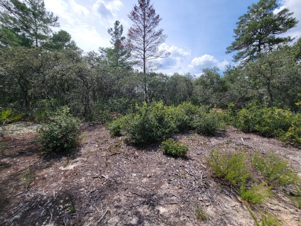 Corner of Oak and Cypress Road Ocala FL 34472 OM708040 image9