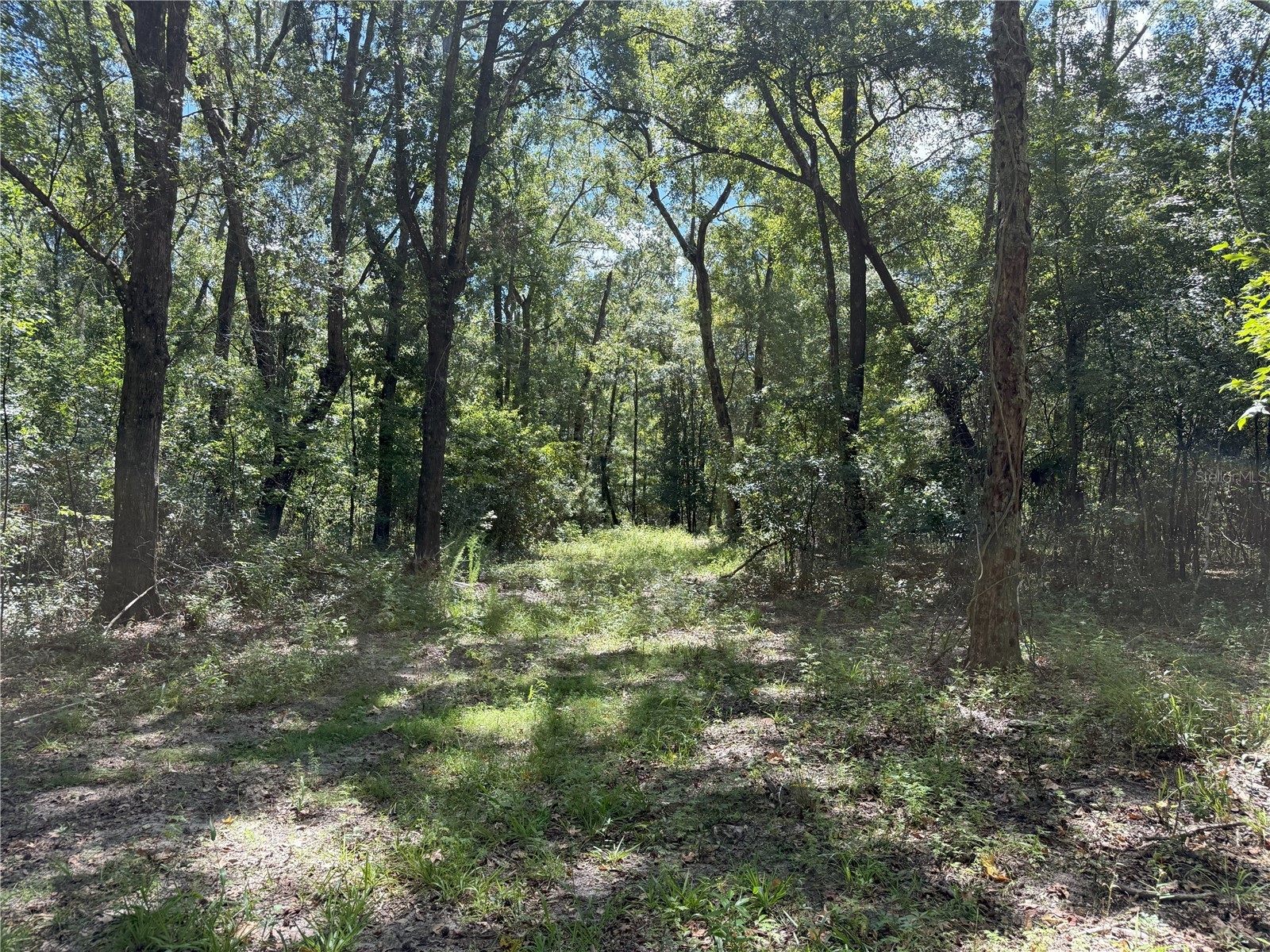 DO #3 (10ac) NW 193rd St Micanopy FL 32667 OM708777 image1