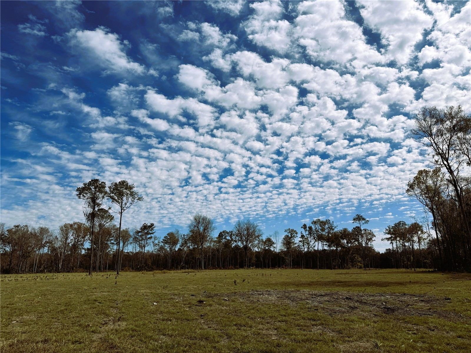 DR #3 (10ac) NW 193rd St Micanopy FL 32667 OM717568 image1