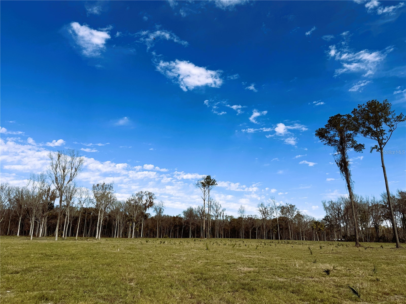 DR #3 (10ac) NW 193rd St Micanopy FL 32667 OM717568 image10