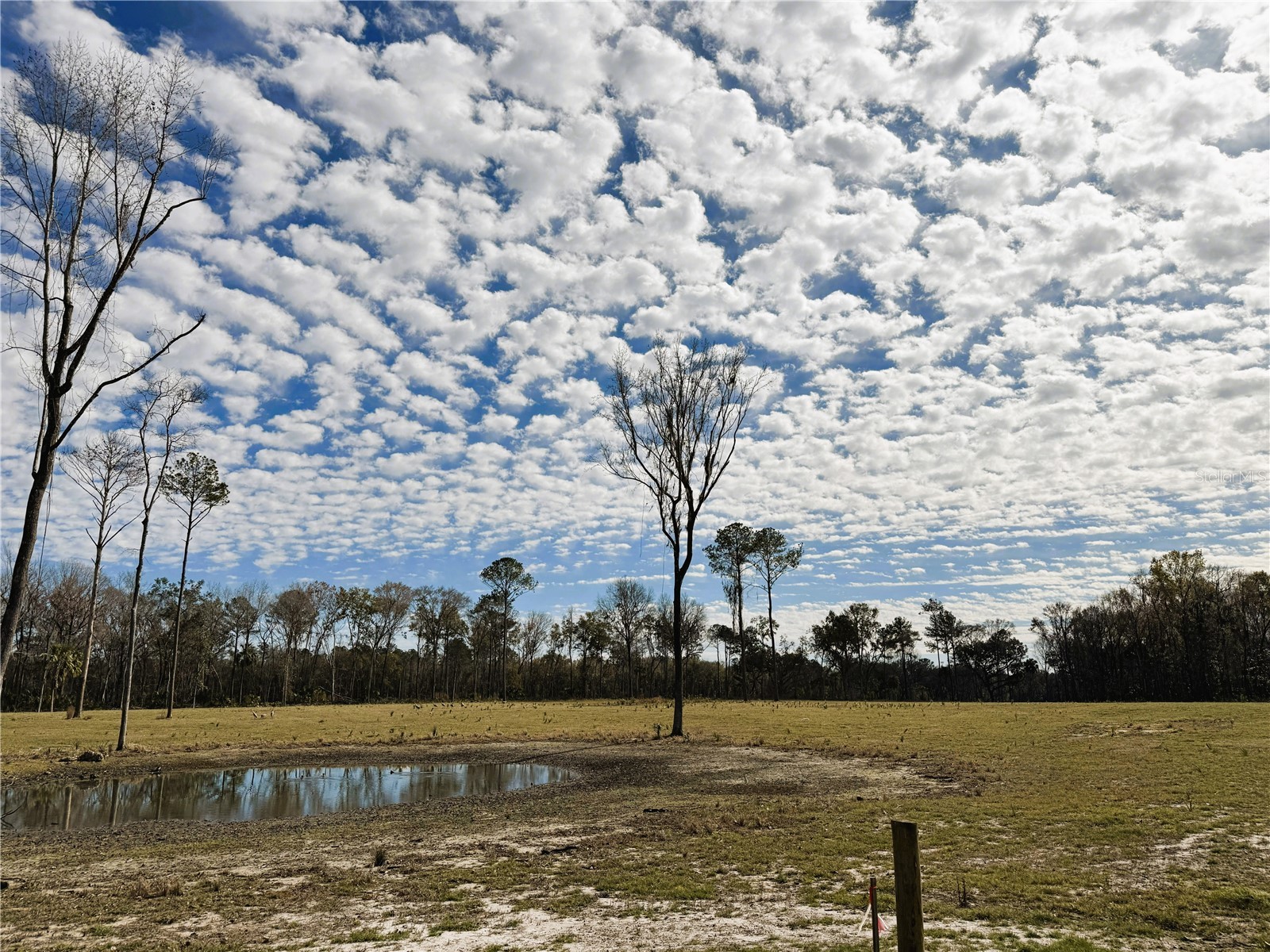 DR #3 (10ac) NW 193rd St Micanopy FL 32667 OM717568 image8