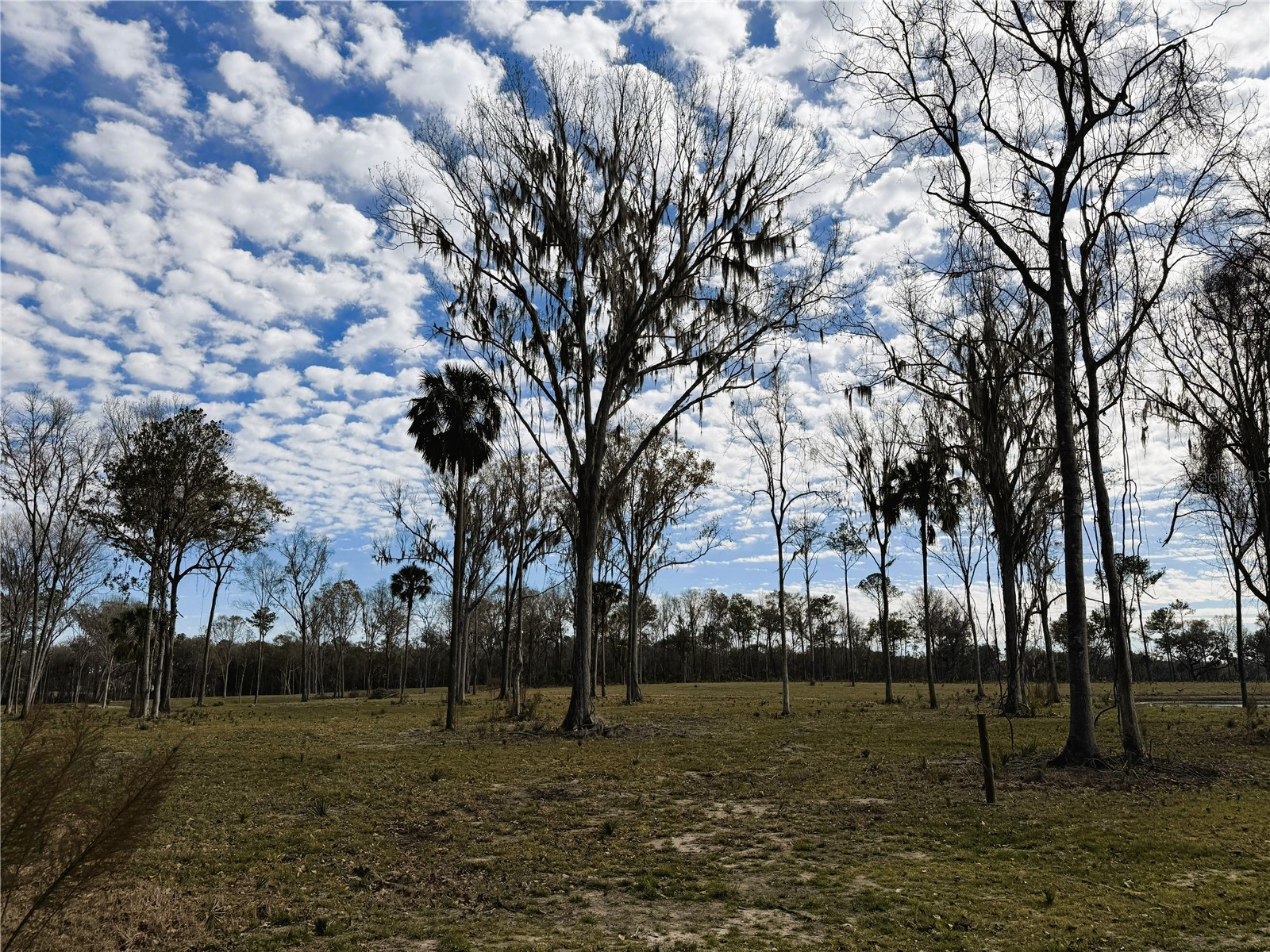 DR #3 (10ac) NW 193rd St Micanopy FL 32667 OM717568 image9