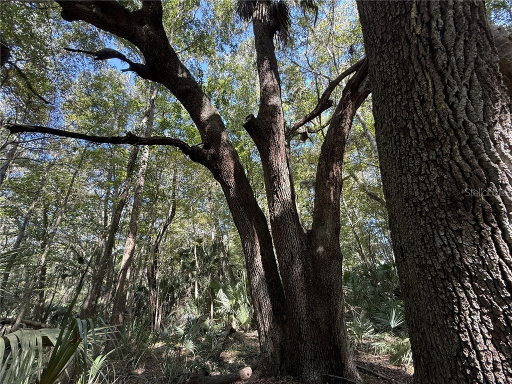 DR #7 (10ac) NW 193rd St Micanopy FL 32667 OM714729 image5