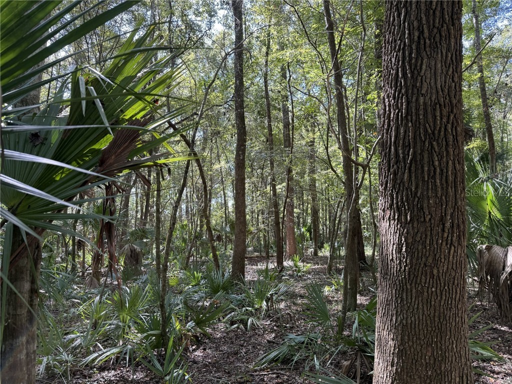 DR #7 (10ac) NW 193rd St Micanopy FL 32667 OM714729 image6