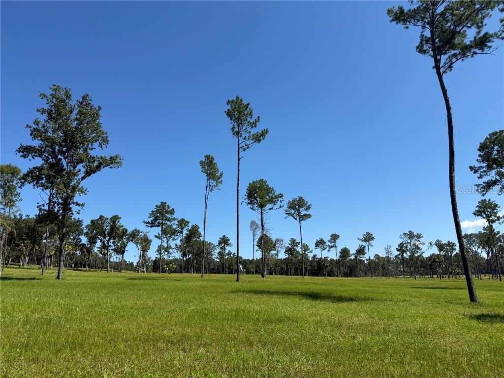 DR #8 (10ac) NW 193rd St Micanopy FL 32667 OM713720 image3