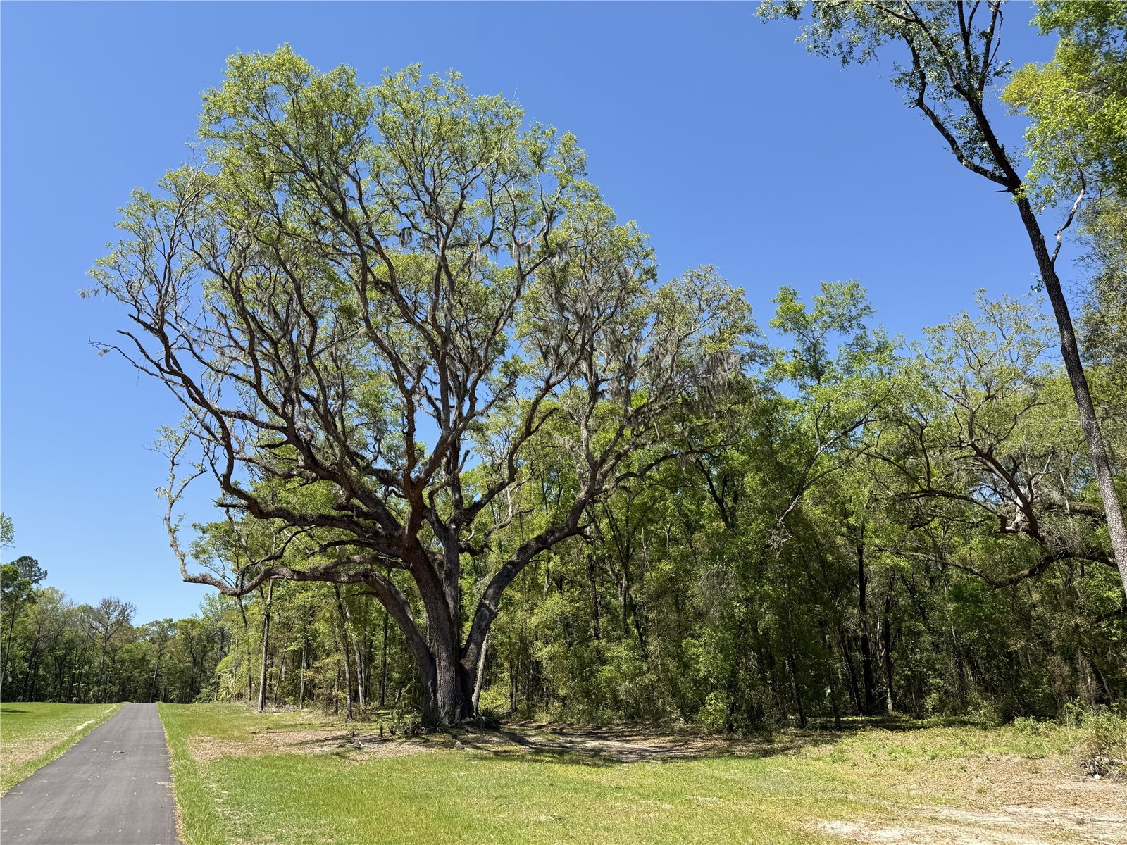 Irvine Acres #5 (13ac) W Hwy 318 Reddick FL 32686 OM726270 image1