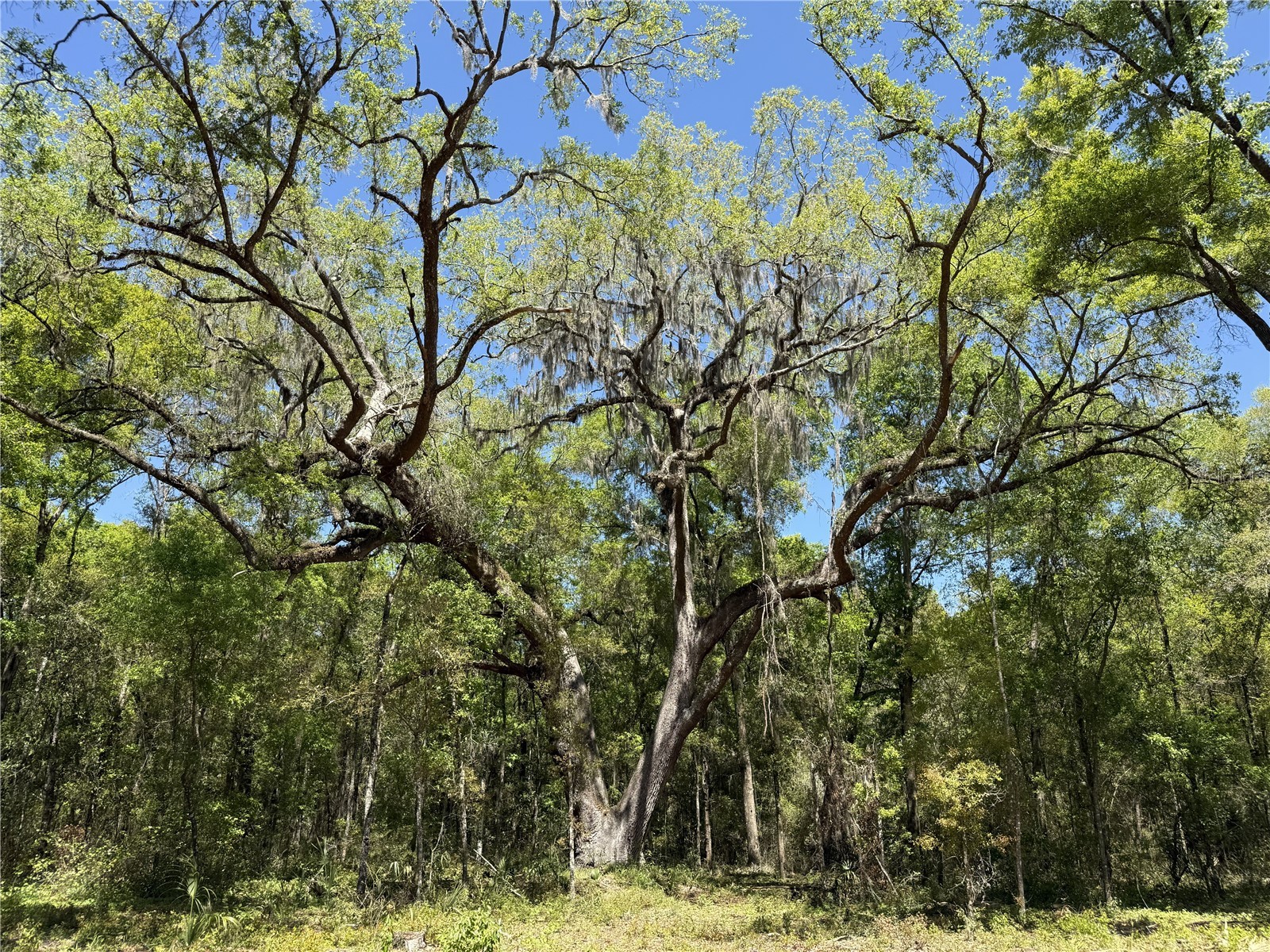 Irvine Acres #5 (13ac) W Hwy 318 Reddick FL 32686 OM726270 image4