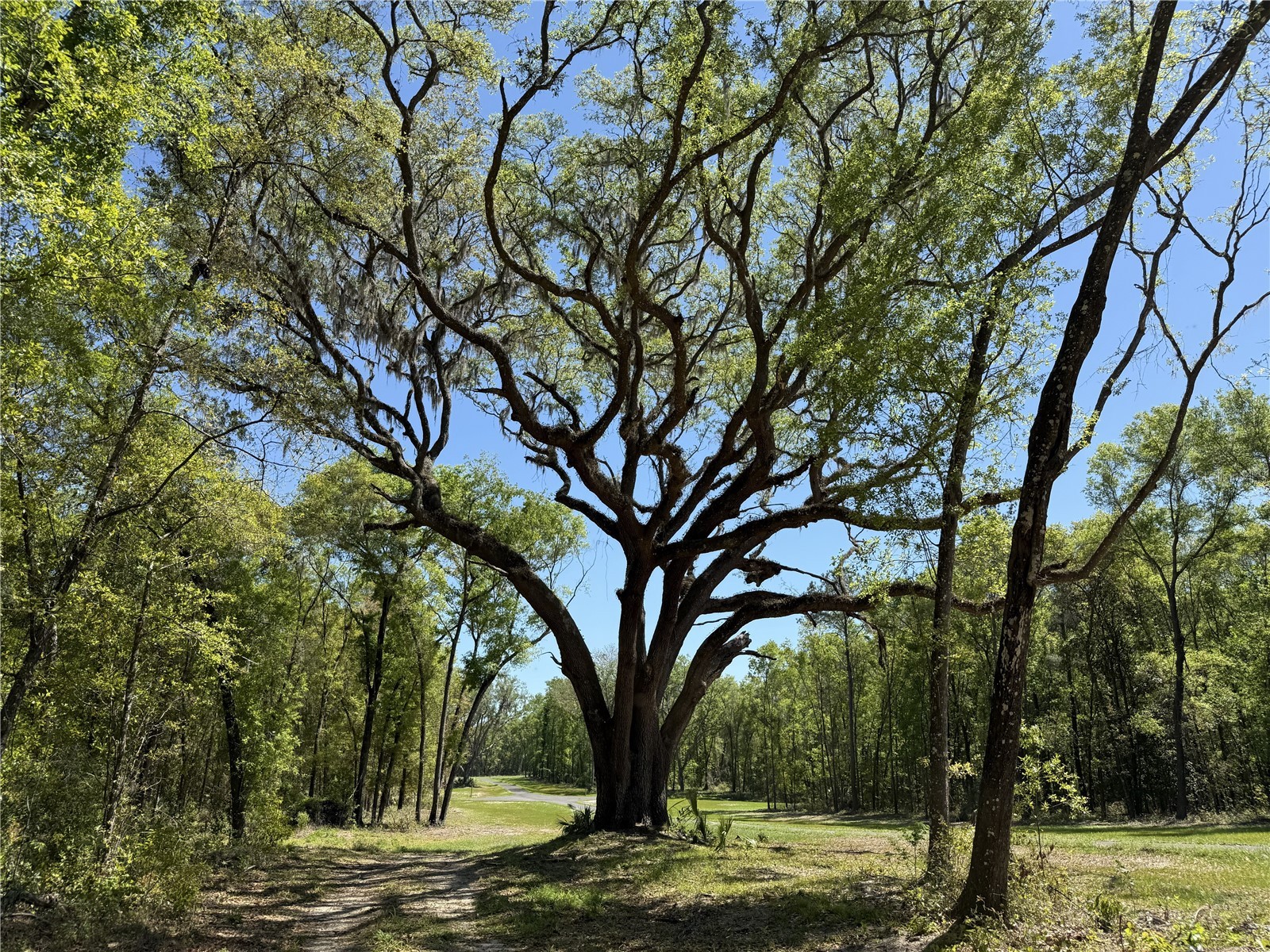 Irvine Acres #5 (13ac) W Hwy 318 Reddick FL 32686 OM726270 image5