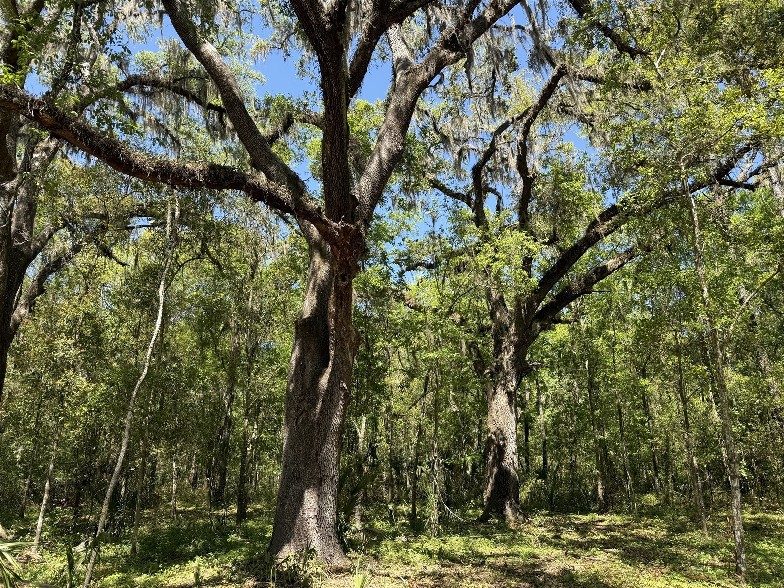 Irvine Acres #5 (13ac) W Hwy 318 Reddick FL 32686 OM726270 image6
