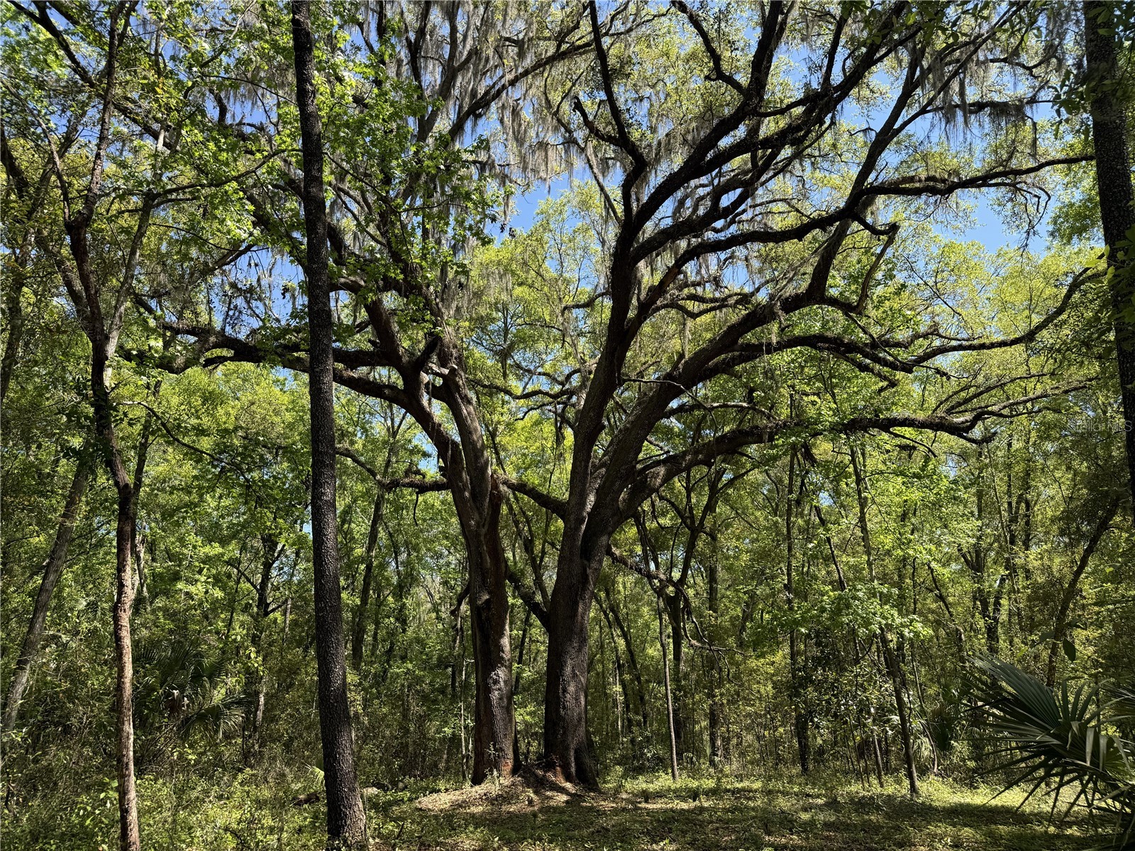 Irvine Acres #5 (13ac) W Hwy 318 Reddick FL 32686 OM726270 image7