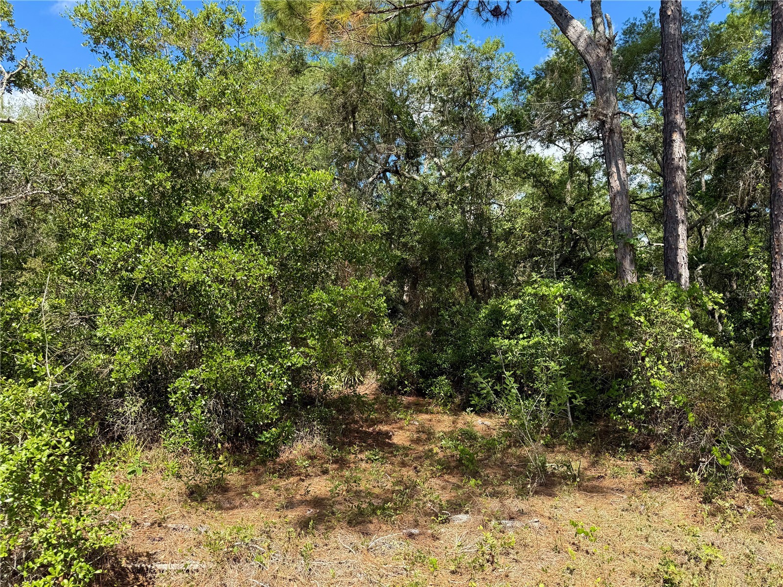 LOT 1 Jericho Trail Eustis FL 32736 - LAKE NORRIS G5112528 image22