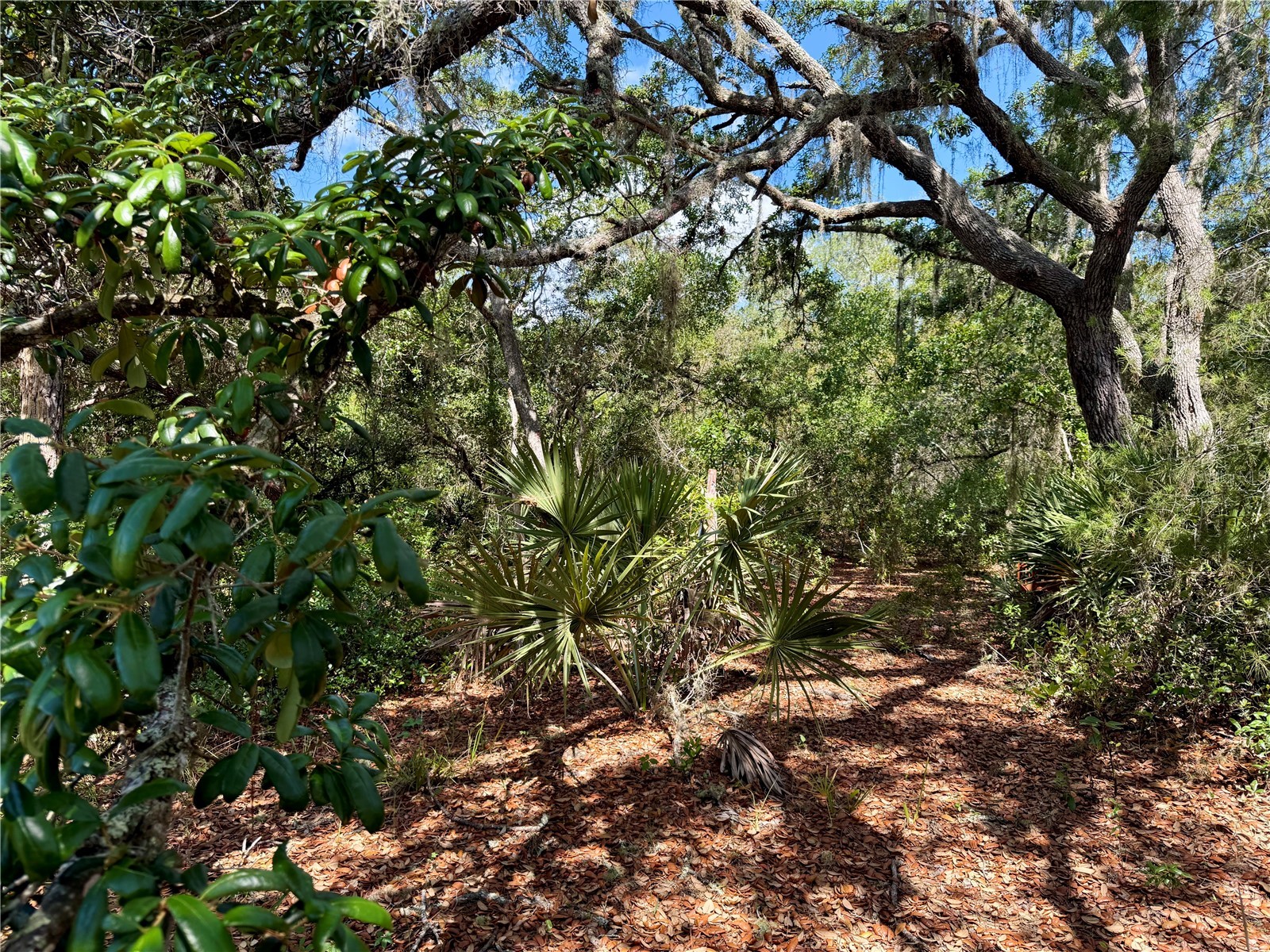 LOT 1 Jericho Trail Eustis FL 32736 - LAKE NORRIS G5112528 image23