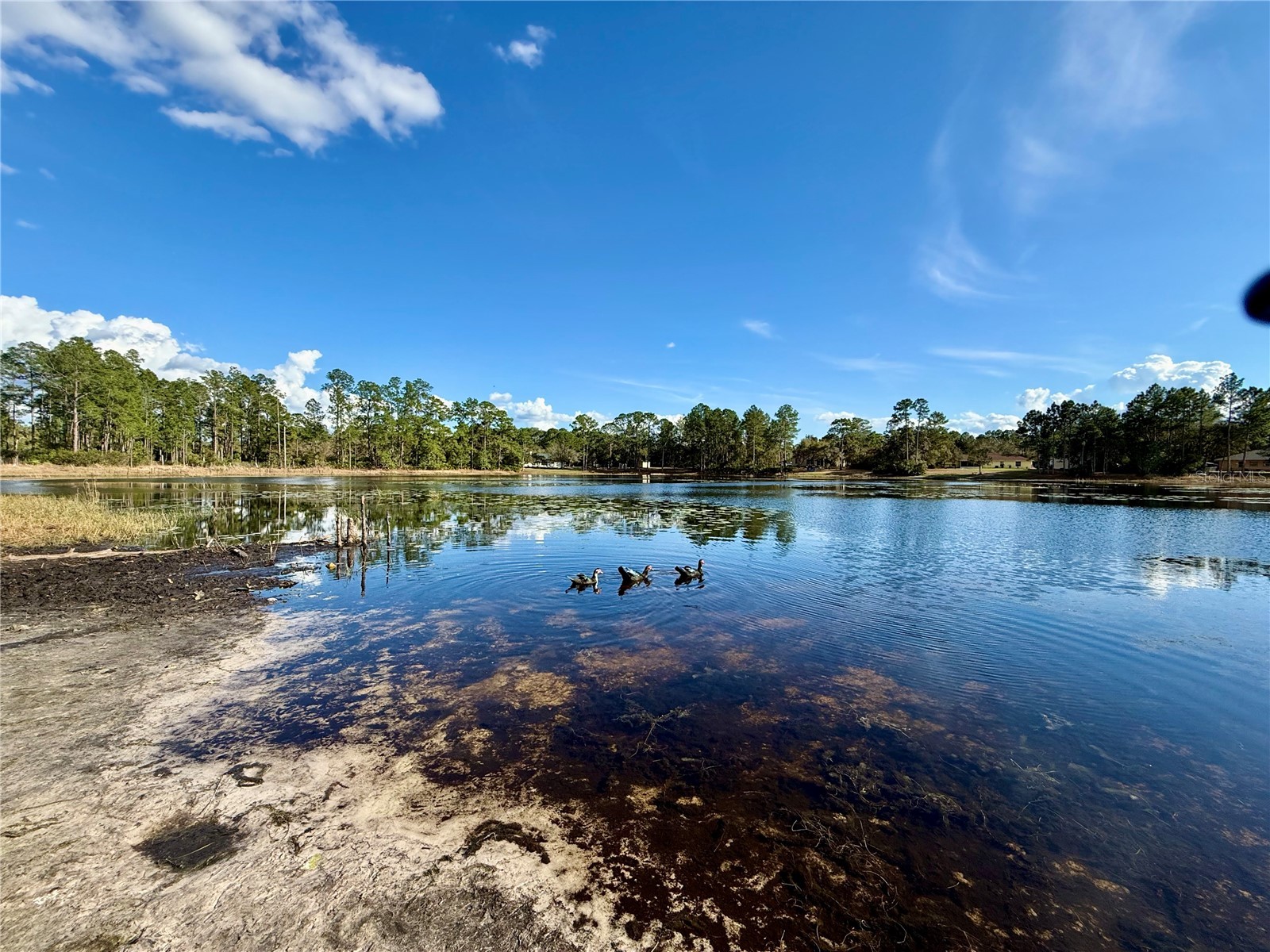 LOT 1 Jericho Trail Eustis FL 32736 - LAKE NORRIS G5112528 image28