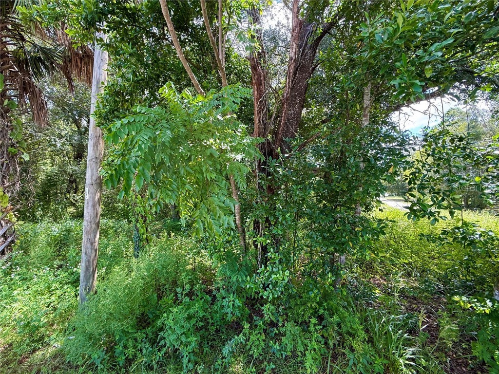 LOT 1 Palm Drive Eustis FL 32736 G5101983 image11