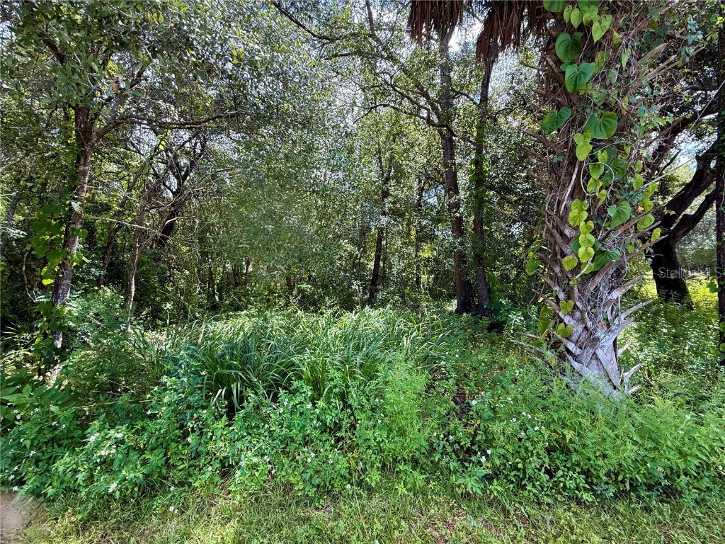 LOT 1 Palm Drive Eustis FL 32736 G5101983 image7
