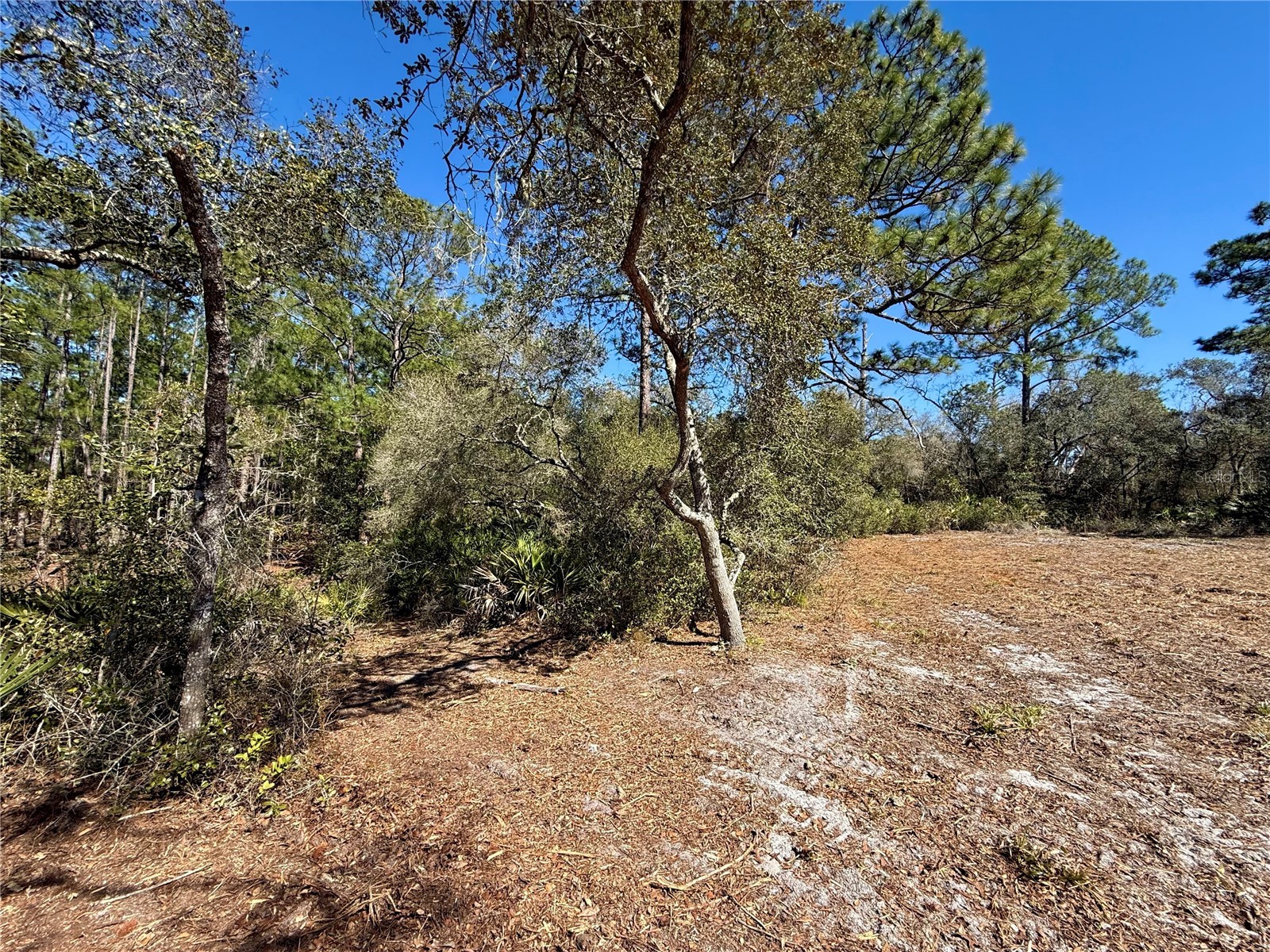 LOT 11 Poinciana Street Eustis FL 32736 - LAKE NORRIS G5108719 image10