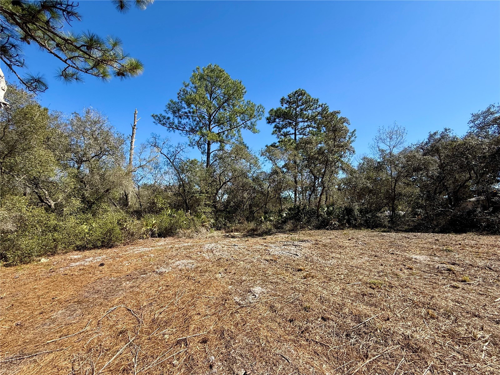 LOT 11 Poinciana Street Eustis FL 32736 - LAKE NORRIS G5108719 image11