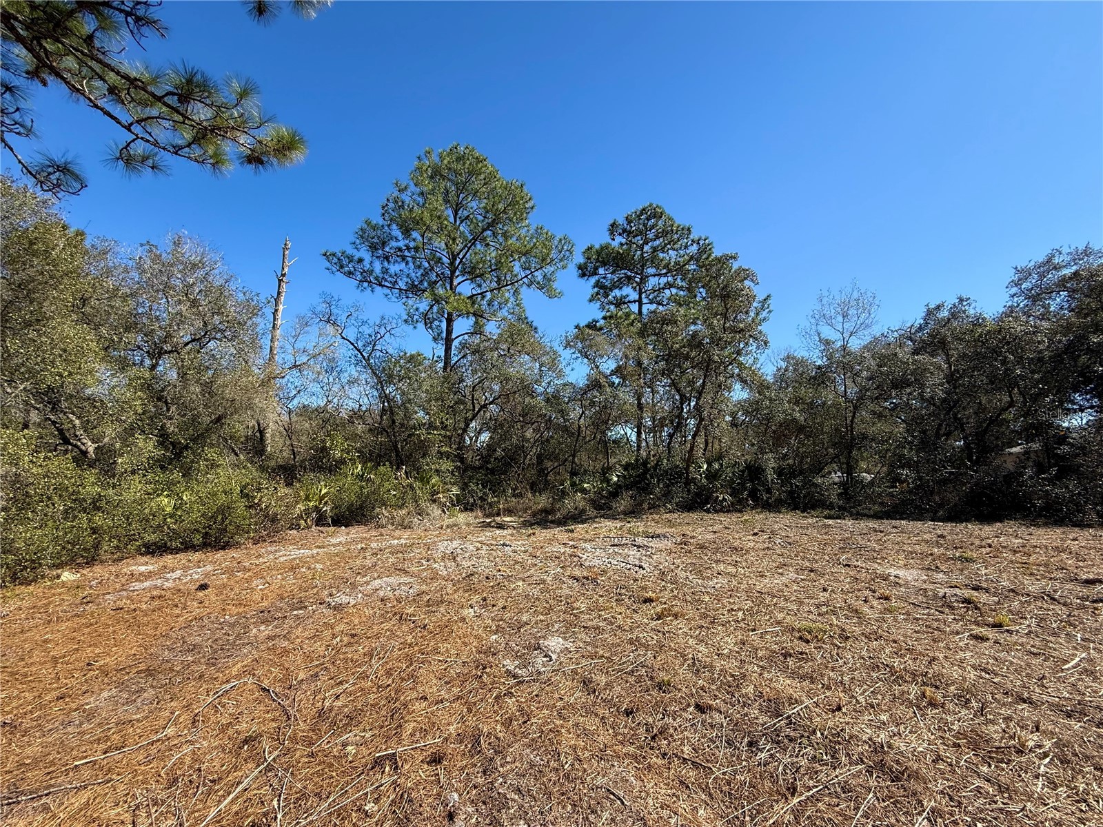 LOT 11 Poinciana Street Eustis FL 32736 - LAKE NORRIS G5108719 image12
