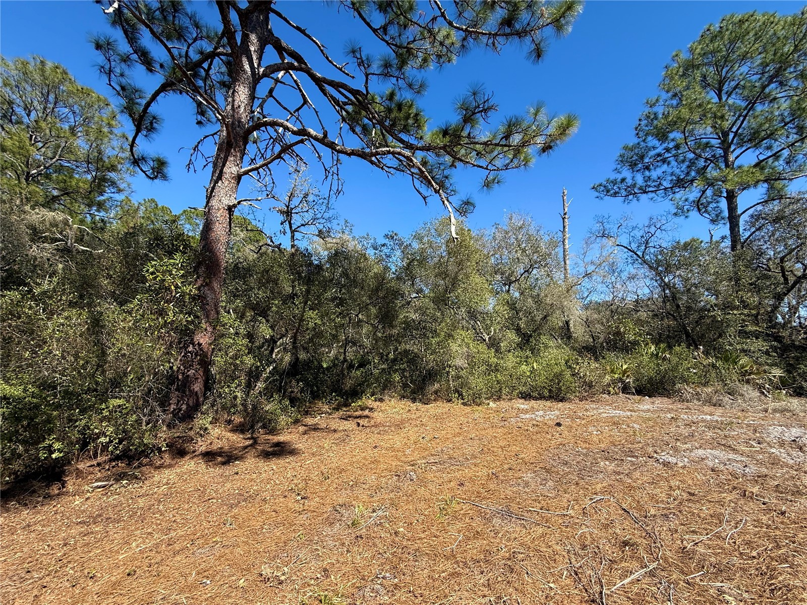 LOT 11 Poinciana Street Eustis FL 32736 - LAKE NORRIS G5108719 image13