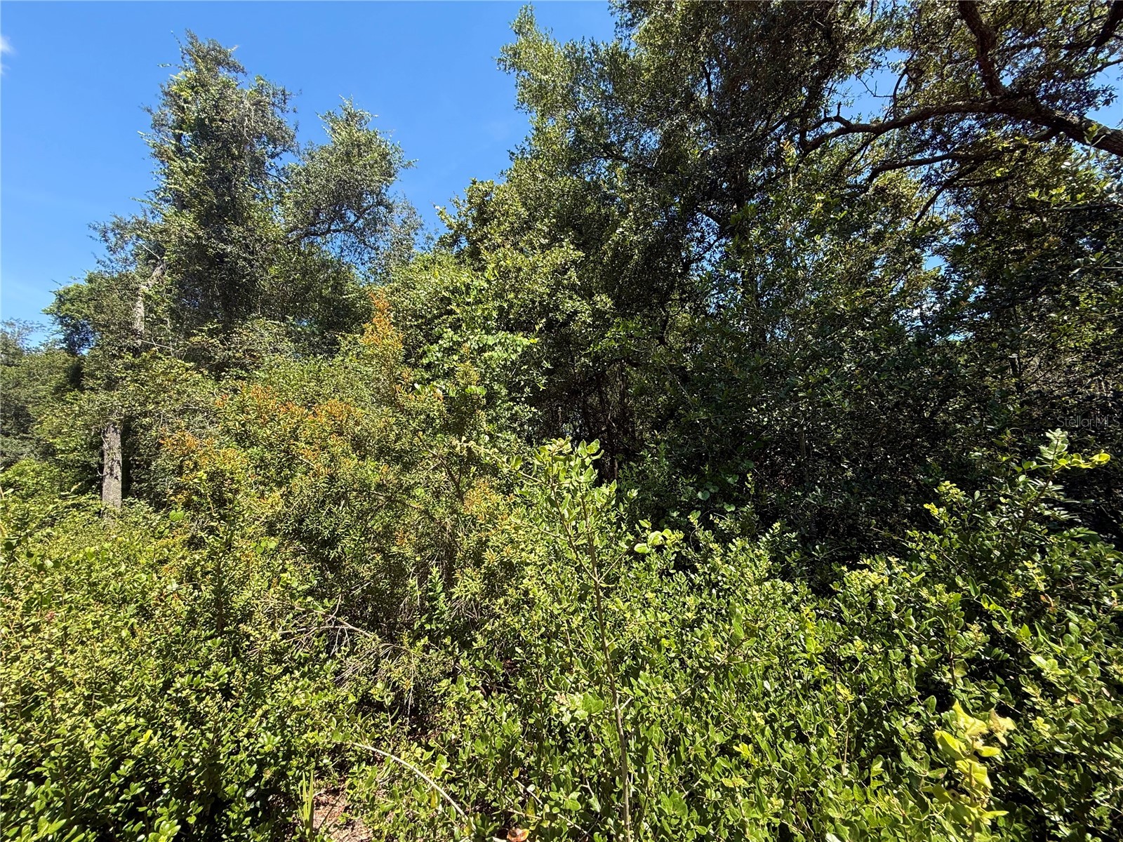 LOT 12 Lake Drive Eustis FL 32736 - Pine Lake G5100450 image12