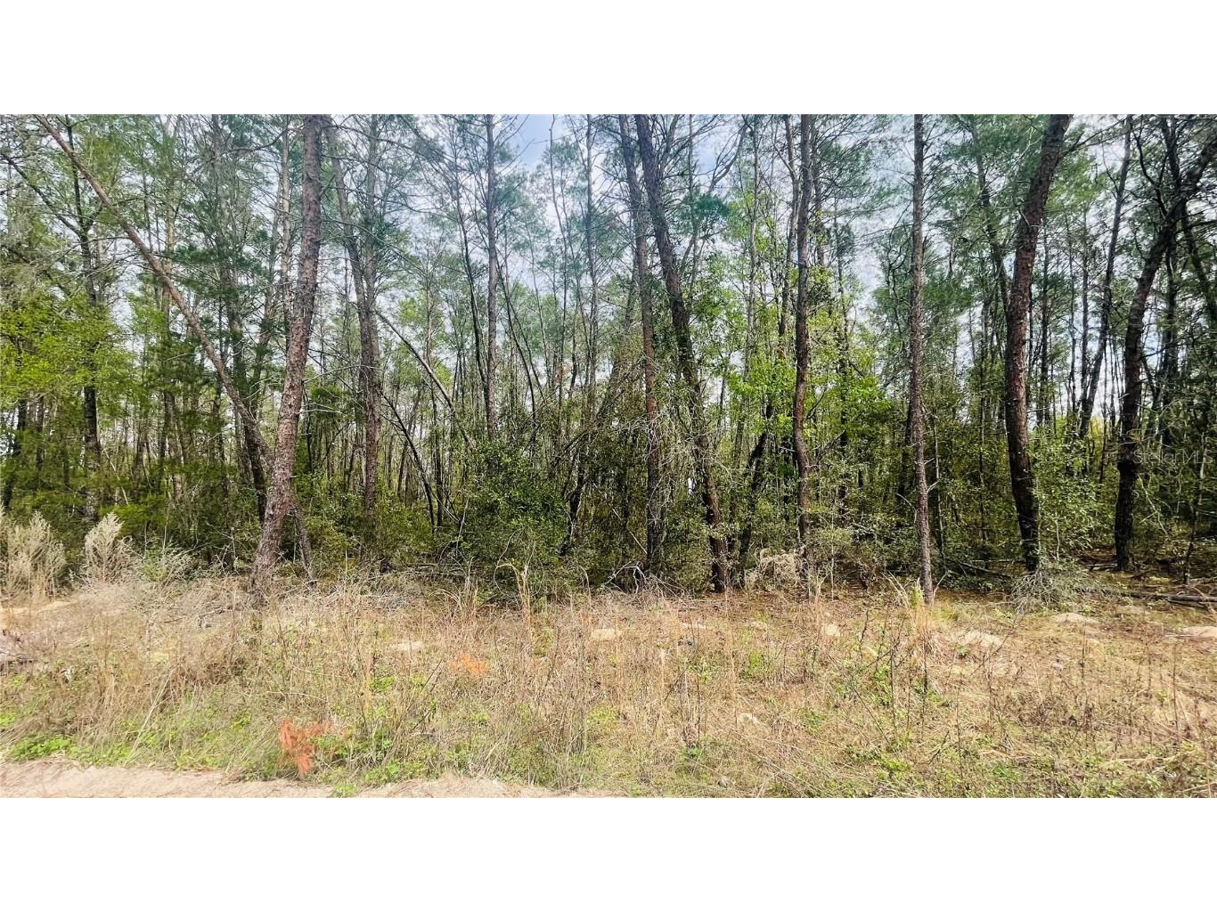 LOT 12 NE 139th Avenue Williston FL 32696 GC519988 image1