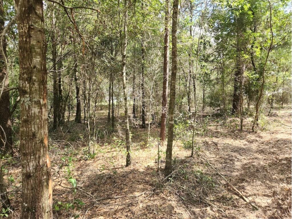 LOT 12 SW 96th Lane Dunnellon FL 34432 OM708221 image5