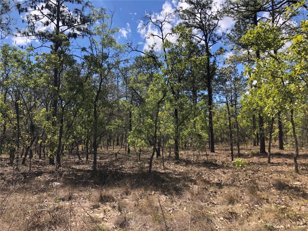 LOT 23 NW Alvarez Road Dunnellon FL 34431 - LAKE BONABLE LITTLE BONABLE & TIGERLAKE OM675525 image1