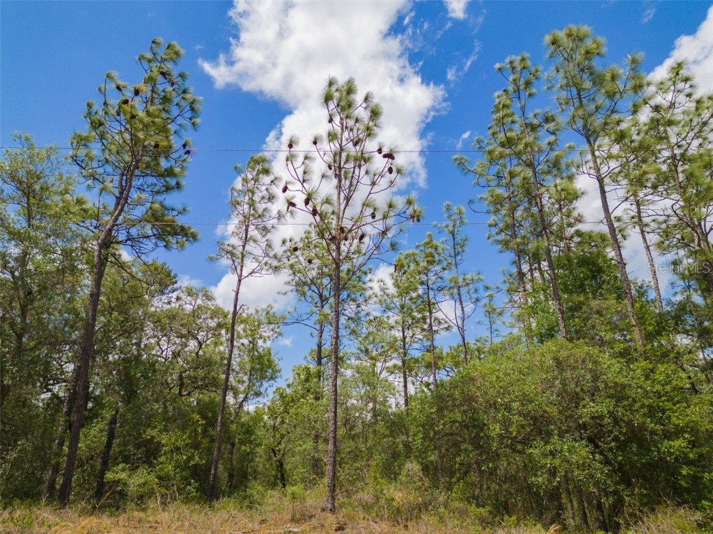 LOT 29 SW Edgewater Boulevard Dunnellon FL 34431 OM652713 image1