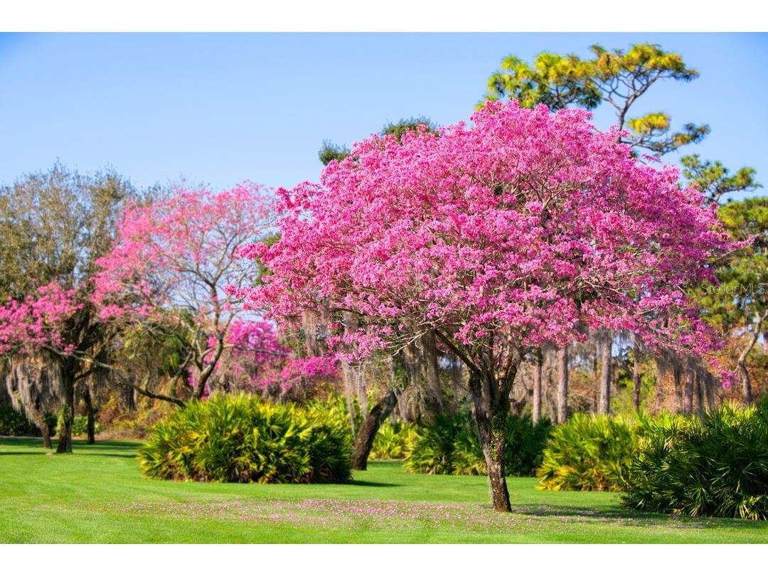 LOT 41 Cromwell Road Orlando FL 32827 - LAKE NONA O6246426 image8