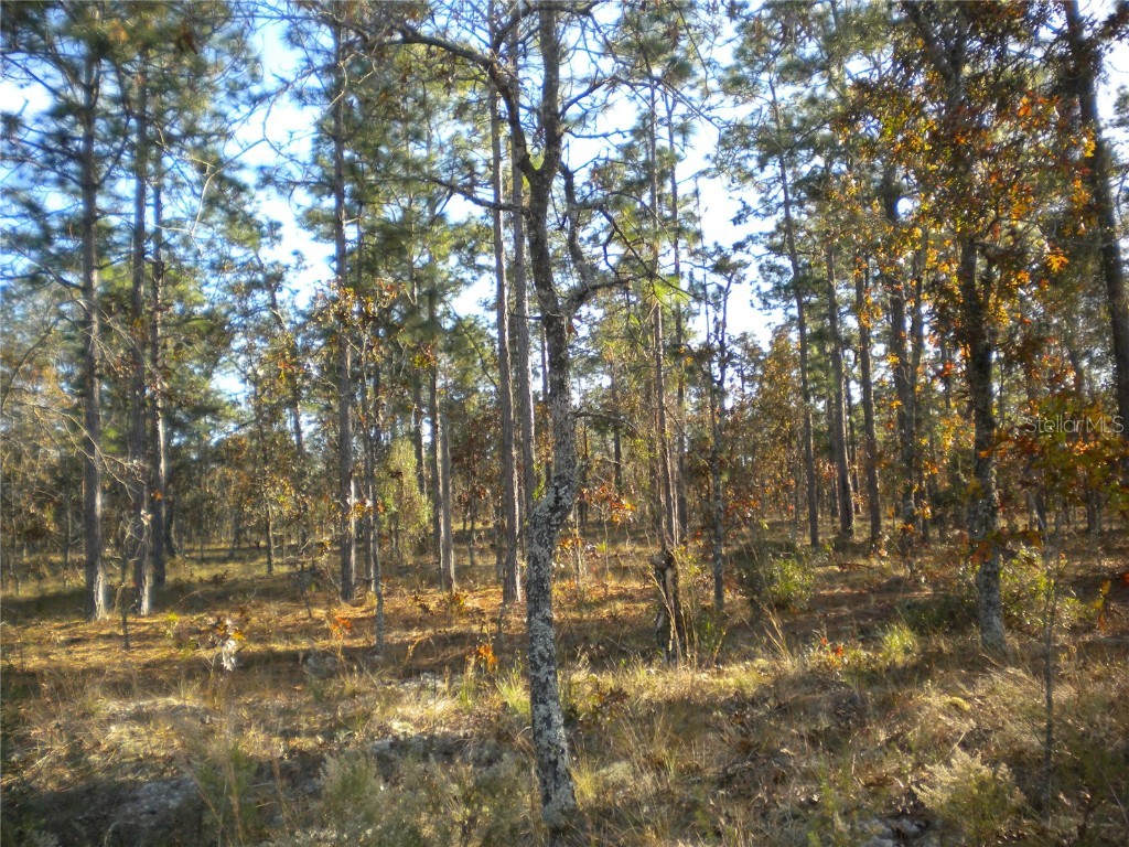 LOT #6 NW Columbine Avenue Dunnellon FL 34431 OM690453 image1