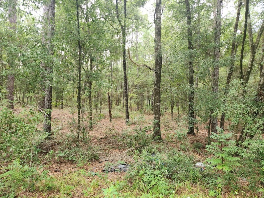 LOT 7 SW 159th Avenue Ocala FL 34481 OM685911 image1