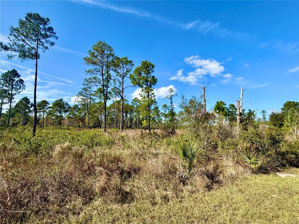 LOT 8 Honeysuckle Street Eustis FL 32736 - LAKE NORRIS G5100661 image5