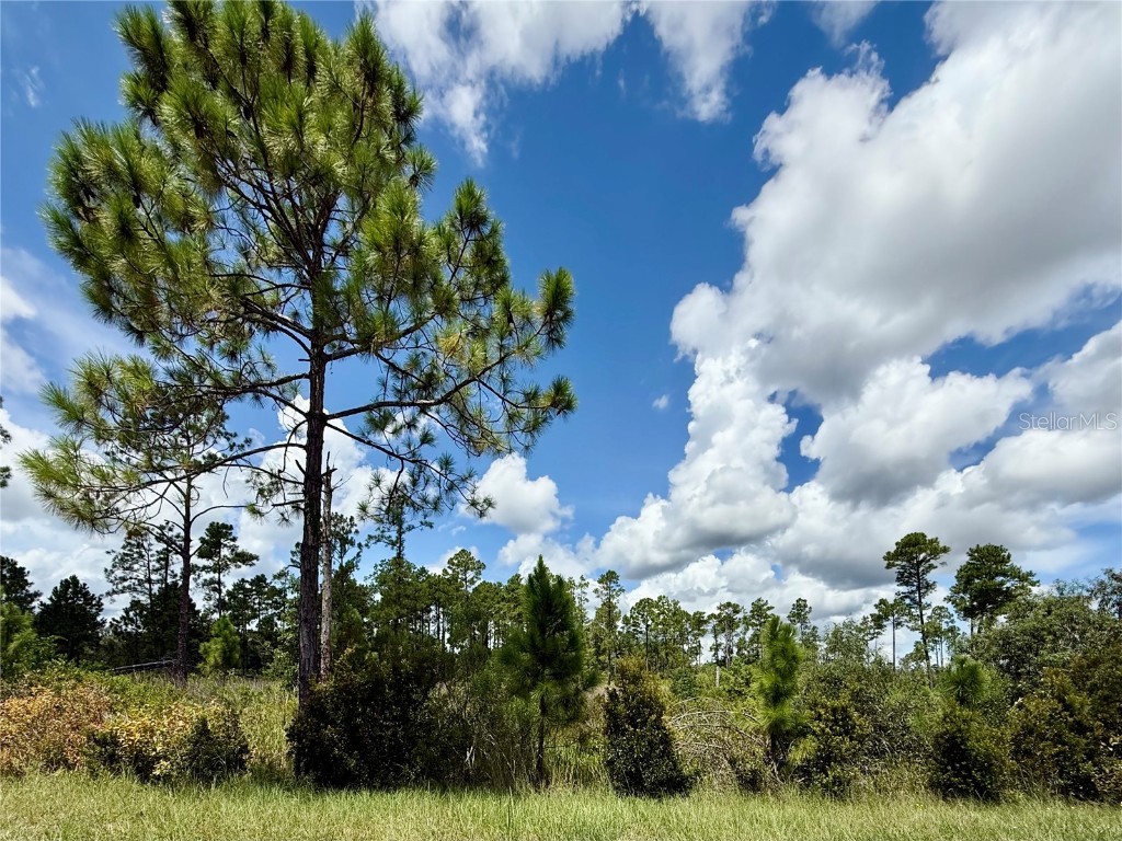LOT 8 Honeysuckle Street Eustis FL 32736 - LAKE NORRIS G5100661 image9
