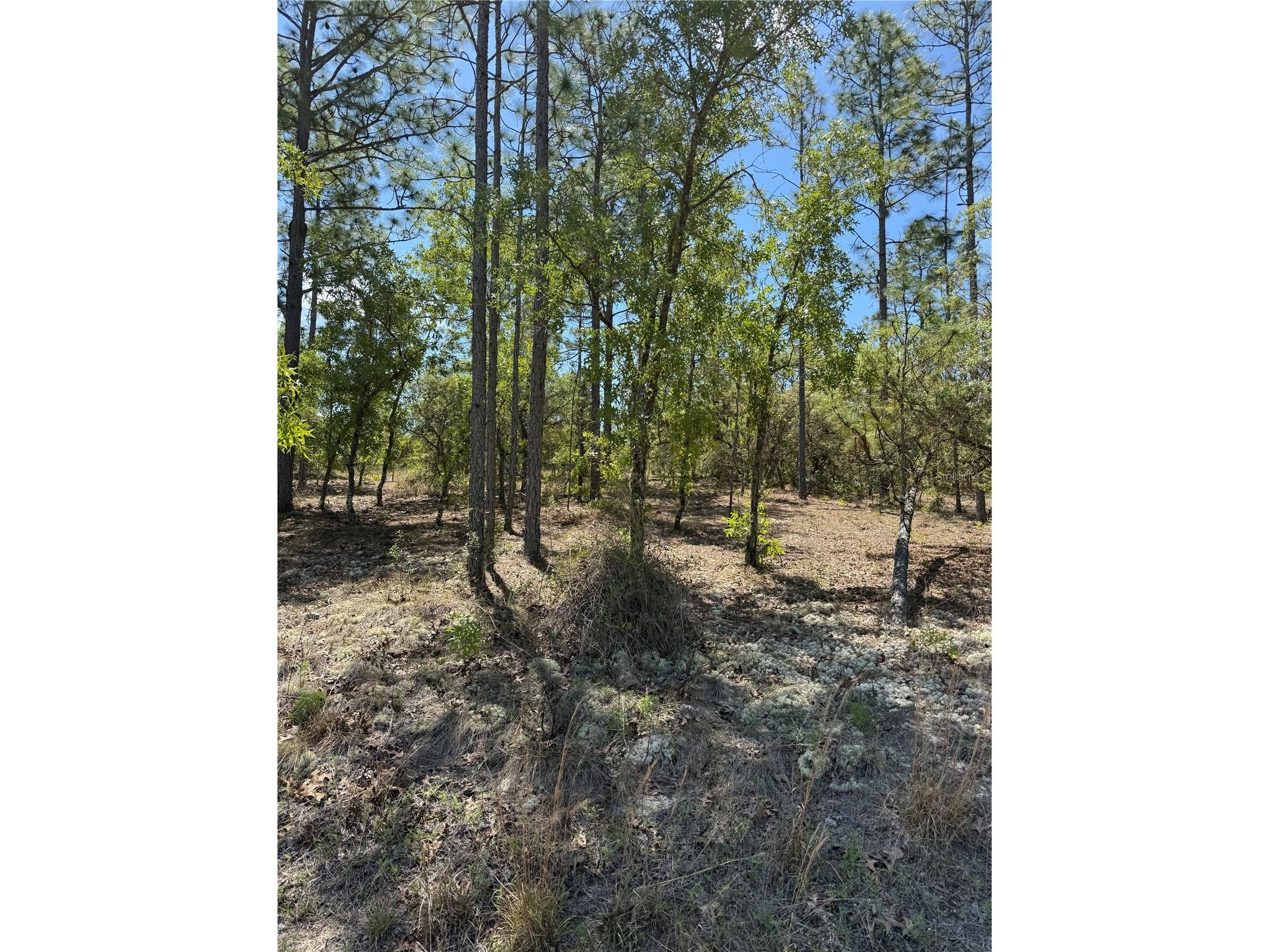 LOT# 8 SW Mineola Lane Dunnellon FL 34431 O6398888 image2