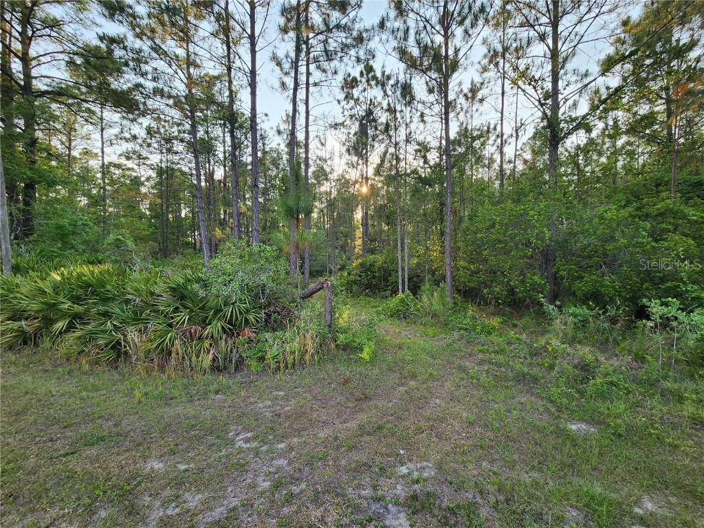 LOT 8 Tamarac Street Eustis FL 32736 - LAKE NORRIS O6305779 image2