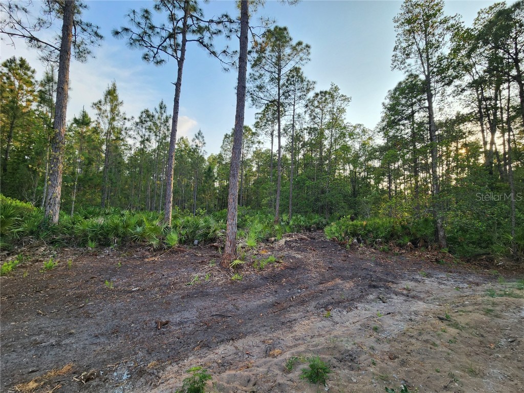 LOT 8 Tamarac Street Eustis FL 32736 - LAKE NORRIS O6305779 image3