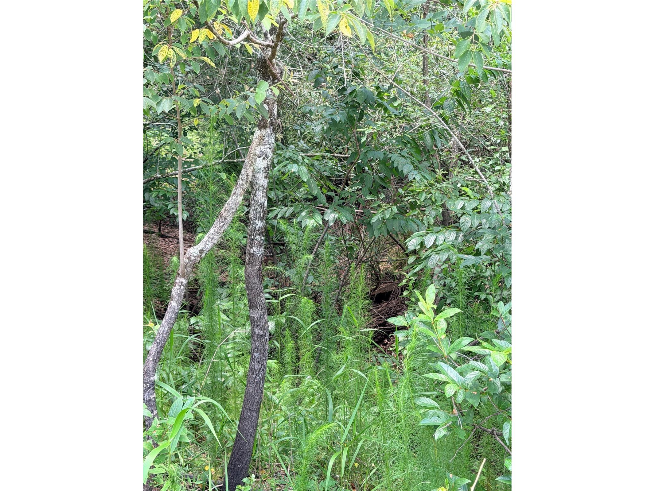 LOT 9 Hardstone Drive Webster FL 33597 OM726665 image3