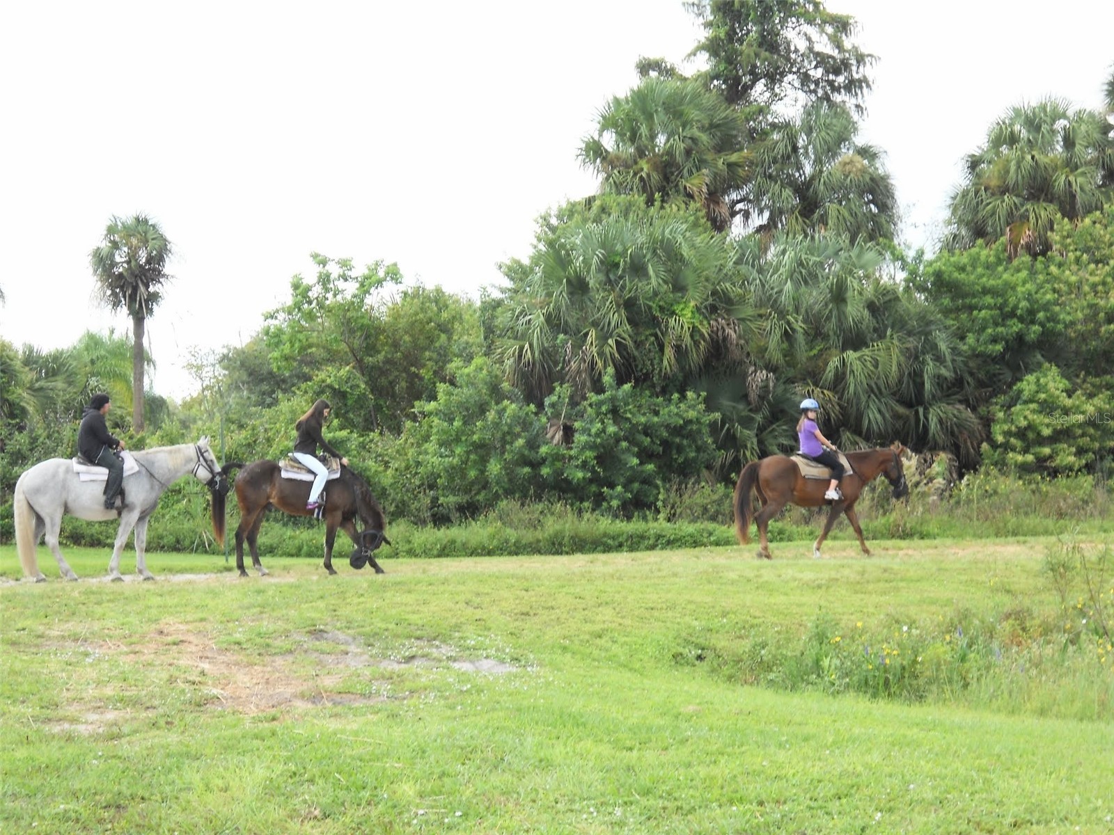 LOT A Burhans Road Eustis FL 32736 - LAKE DALHOUSIE O6239370 image4