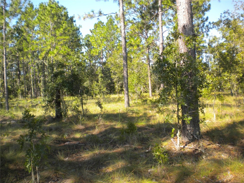 LOT14 SE 136 Th Terrace Dunnellon FL 34431 OM707475 image10