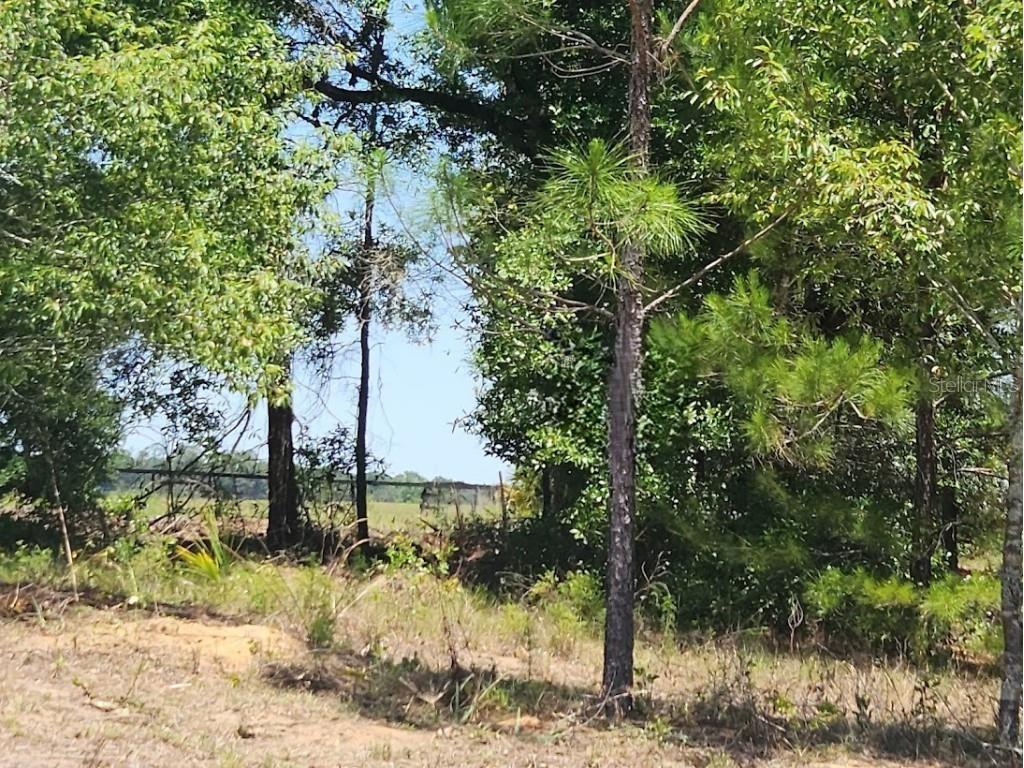 Lot 1 SW Pine Bluffs Road Dunnellon FL 34431 OM704177 image21