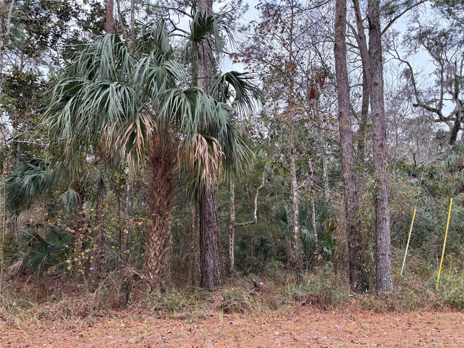 Lot 12 Carolina Dove Road Brooksville FL 34614 W7885305 image2
