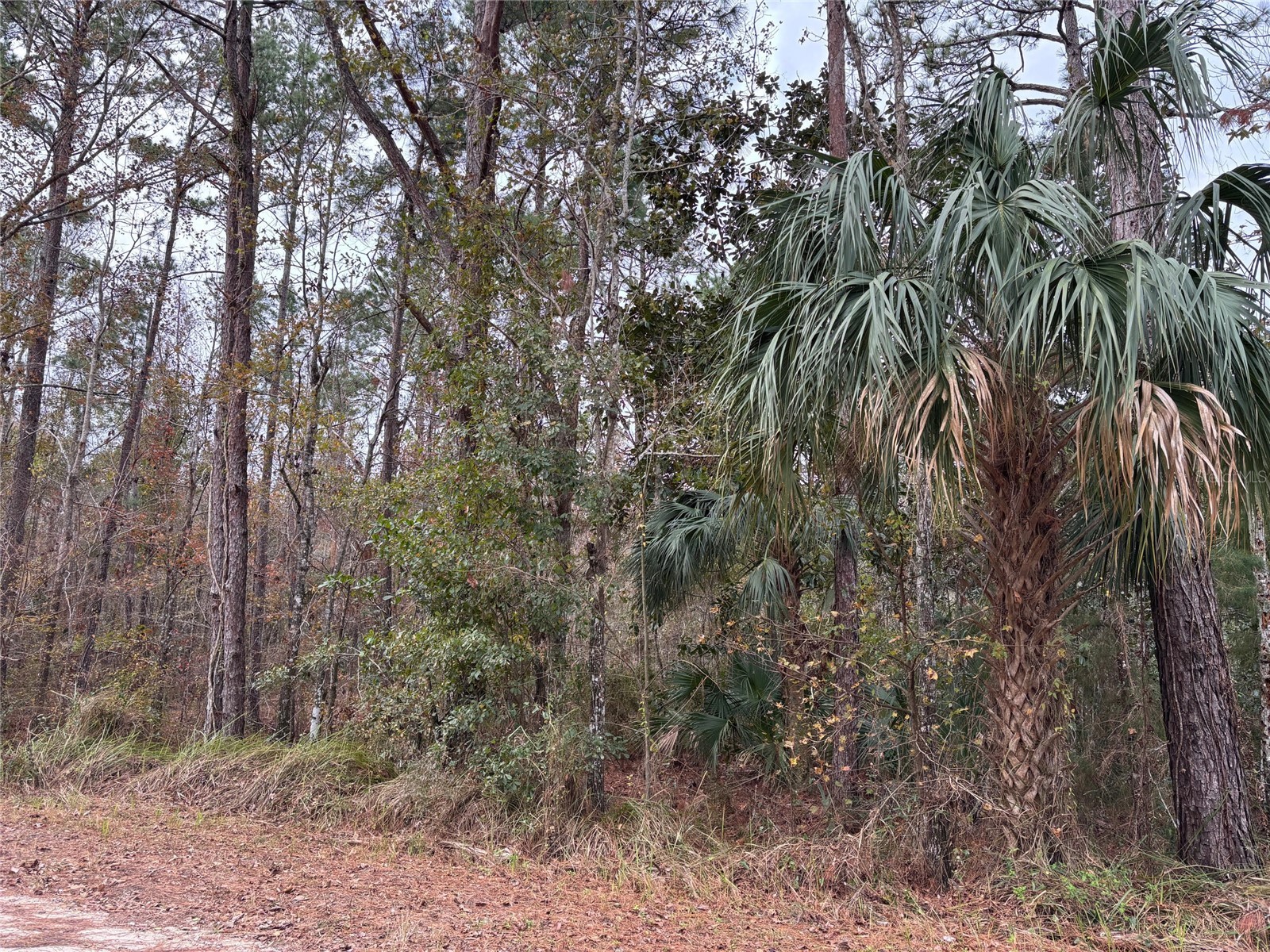 Lot 12 Carolina Dove Road Brooksville FL 34614 W7885305 image3