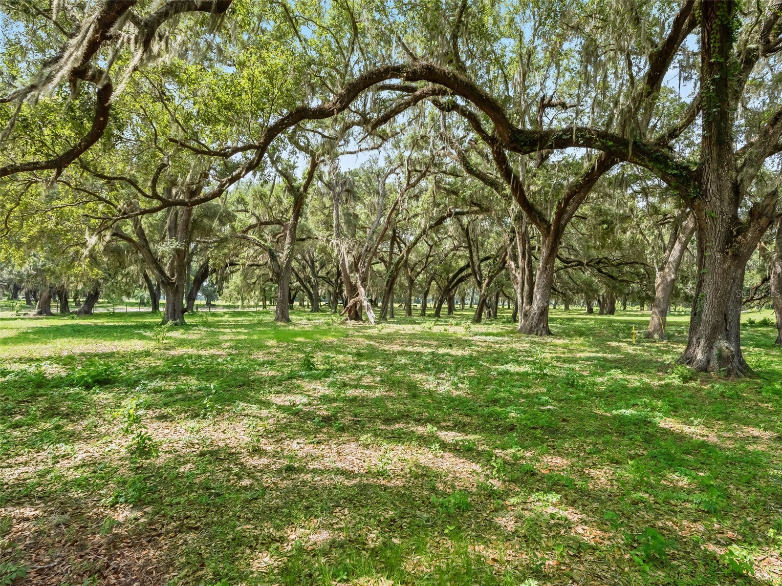 Lot 12 Cr 543 Bushnell FL 33513 TB8523193 image13