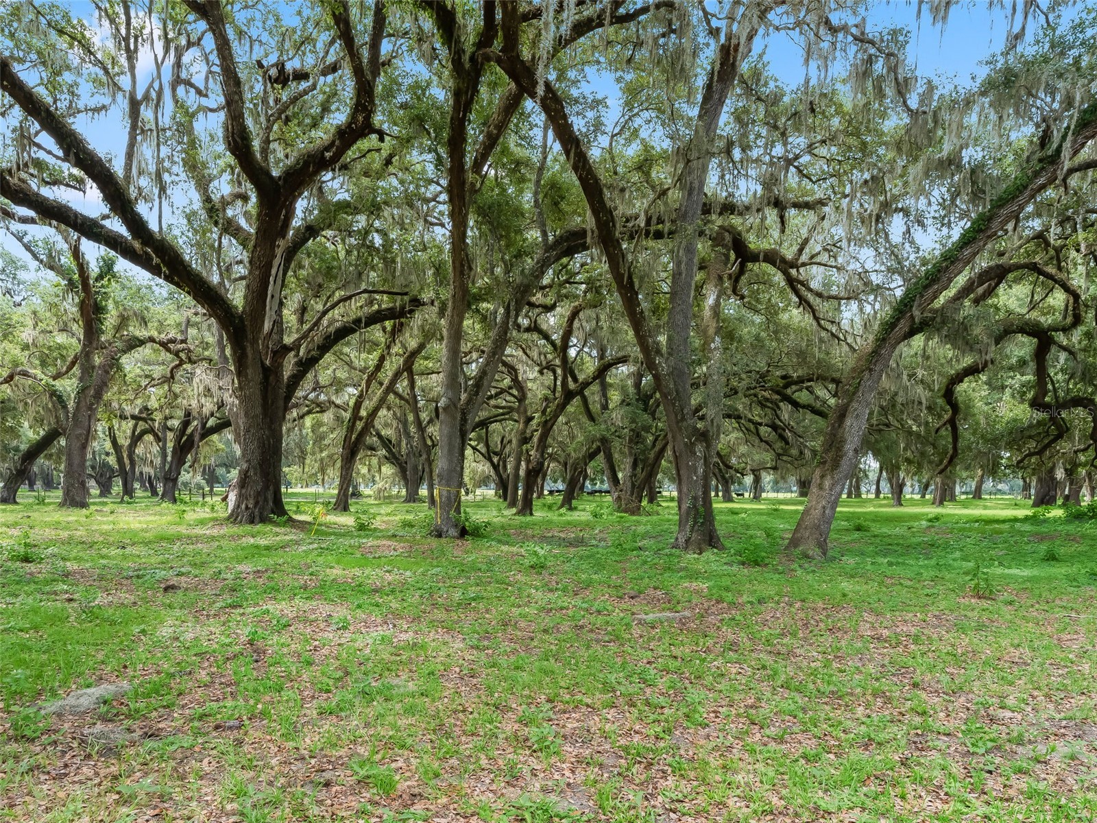 Lot 12 Cr 543 Bushnell FL 33513 TB8523193 image14
