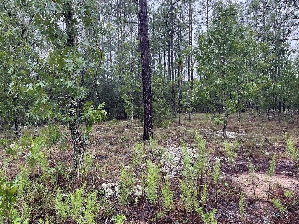 Lot 12 SE 136th Avenue Dunnellon FL 34431 OM704876 image2
