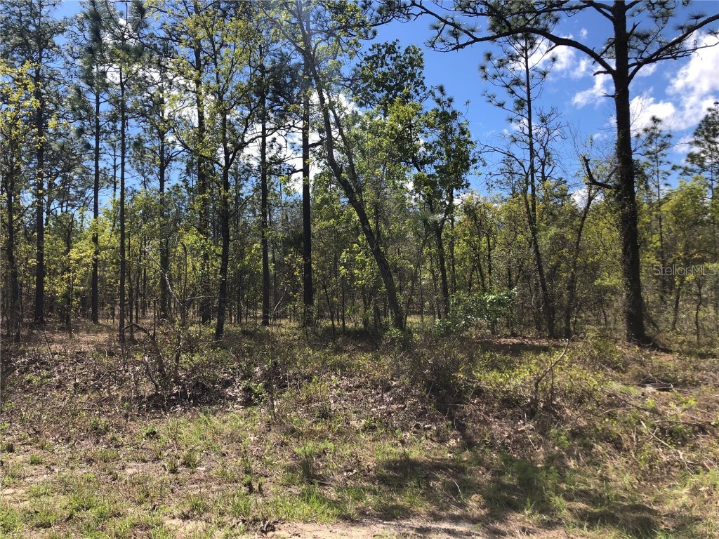 Lot 13 NW Commodore Road Dunnellon FL 34431 - LAKE BONABLE LITTLE BONABLE & TIGERLAKE OM675609 image1