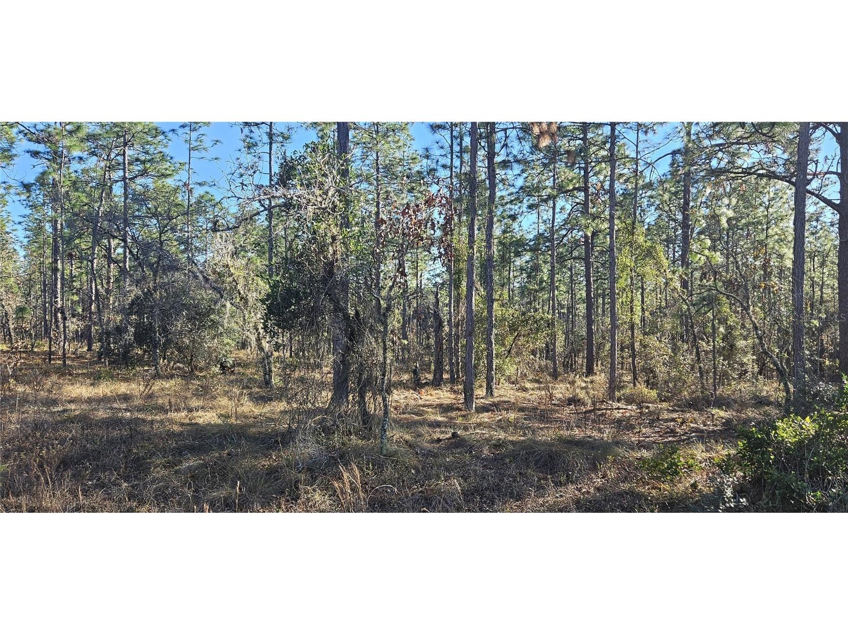 Lot 13 NW Water Oak Avenue Dunnellon FL 34431 OM692122 image1